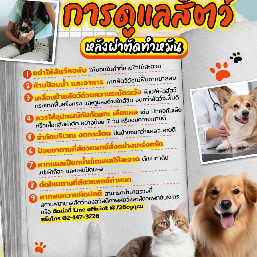 ข้อแนะนำ การดูแลสัตว์หลังผ่าตัดทำหมัน 