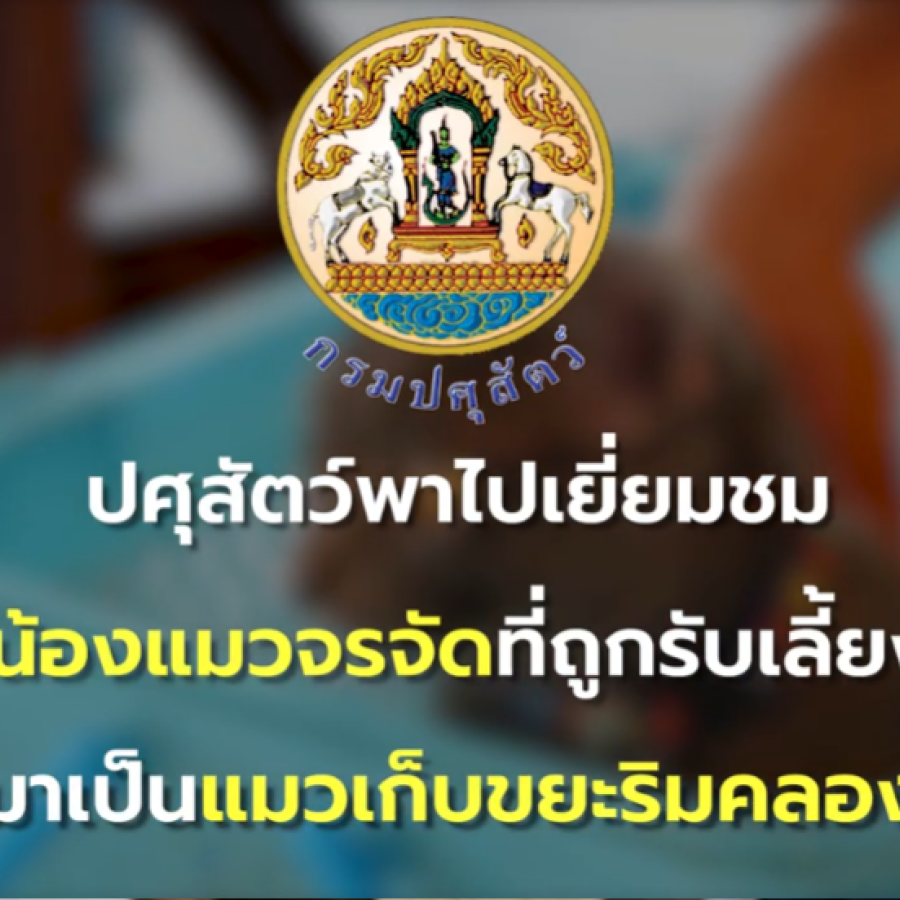 ปศุสัตว์พาไปเยี่ยมชมน้องแมวจรจัดที่ถูกรับเลี้ยงจนกลายมาเป็นแมวเก็บขยะริมคลองที่โด่งดัง