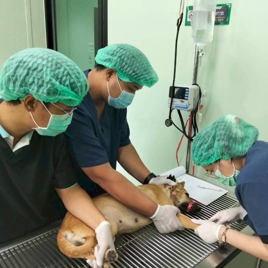 กลุ่มสัตวแพทย์บริการ กองสวัสดิภาพสัตว์และสัตวแพทย์บริการให้บริการรักษาสัตว์ที่ถูกทารุณกรรม สัตว์ด้อยโอกาส