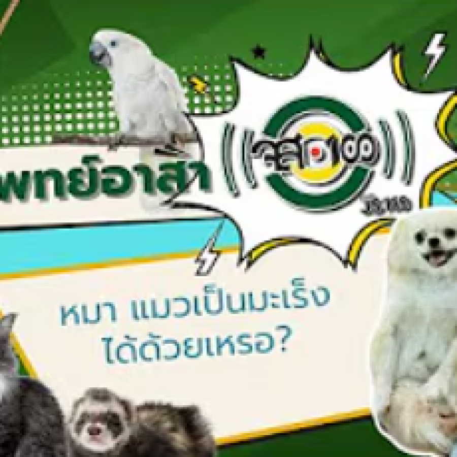 สัตวแพทย์อาสา จส.100 : หมา แมวเป็นมะเร็งได้ด้วยเหรอ