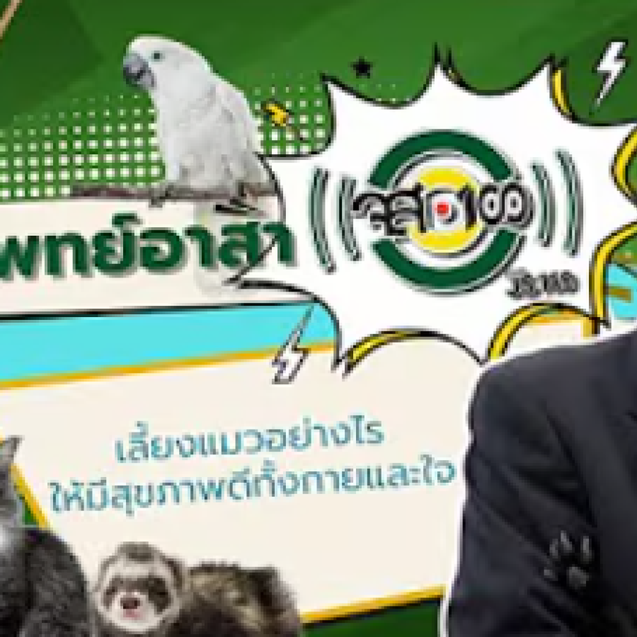 สัตวแพทย์อาสา จส.100 “เลี้ยงแมวอย่างไรให้มีสุขภาพดีทั้้งกายและใจ