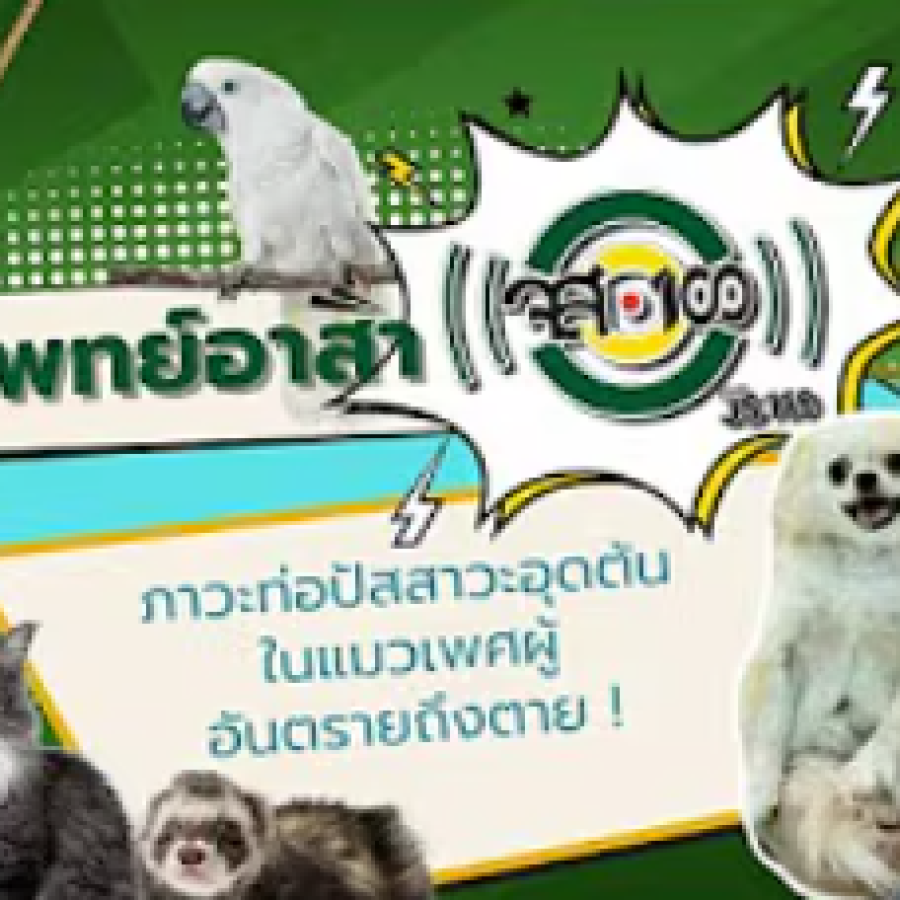 สัตวแพทย์อาสา จส.100 : “ฉี่ไม่ออก บอกใครดี !!! : ภาวะท่อปัสสาวะอุดตันในแมวเพศผู้ อันตรายถึงตาย !!! ”