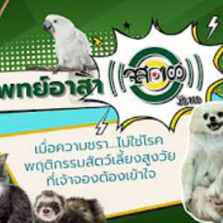 สัตวแพทย์อาสาจส.100 : การเตรียมตัวพาสัตว์เลี้ยงเดินทาง